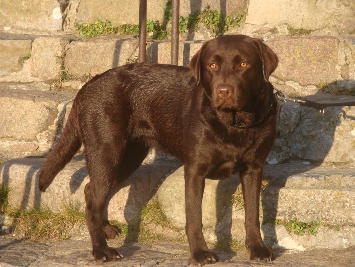 Labrador retriever Aya billede 2