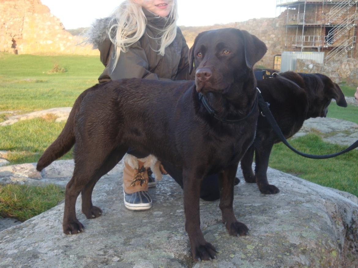 Labrador retriever Aya billede 5