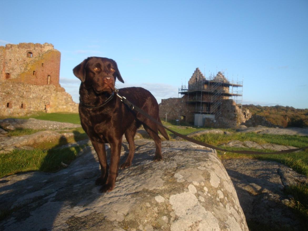 Labrador retriever Aya billede 3