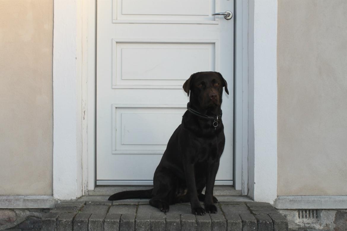 Labrador retriever Aya billede 12