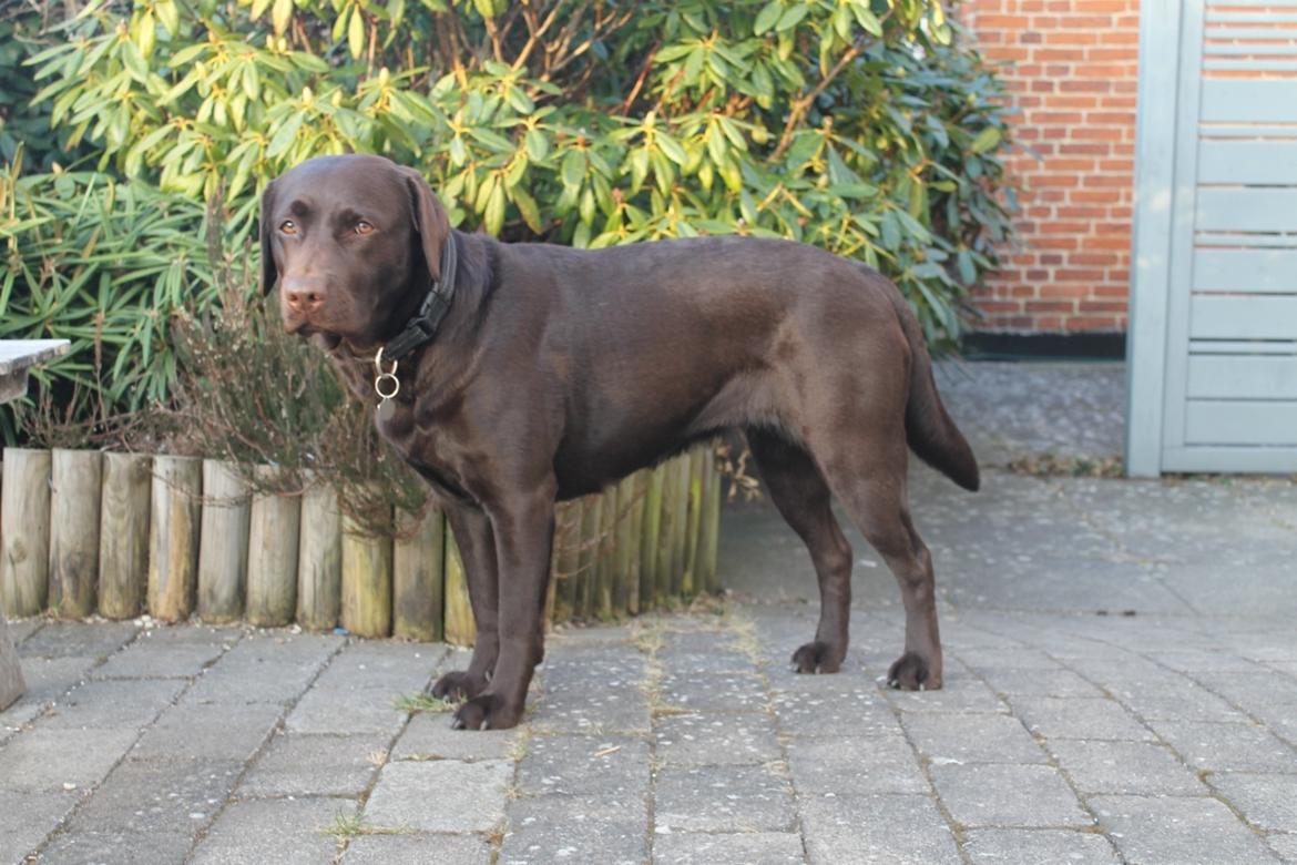 Labrador retriever Aya billede 13