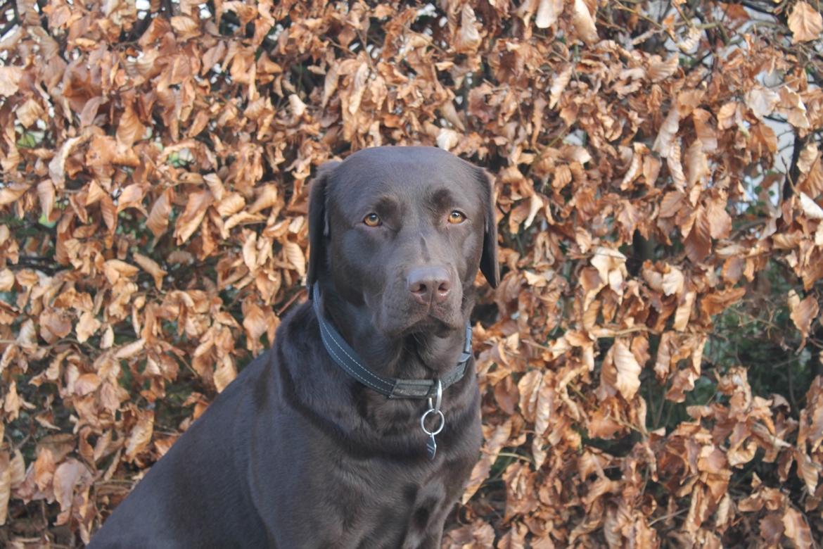 Labrador retriever Aya billede 7