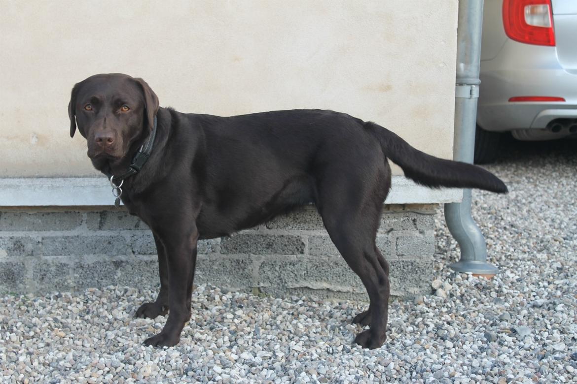 Labrador retriever Aya billede 15