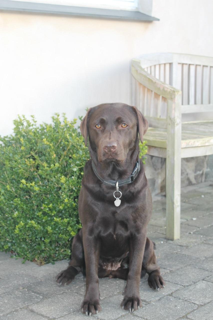 Labrador retriever Aya billede 16