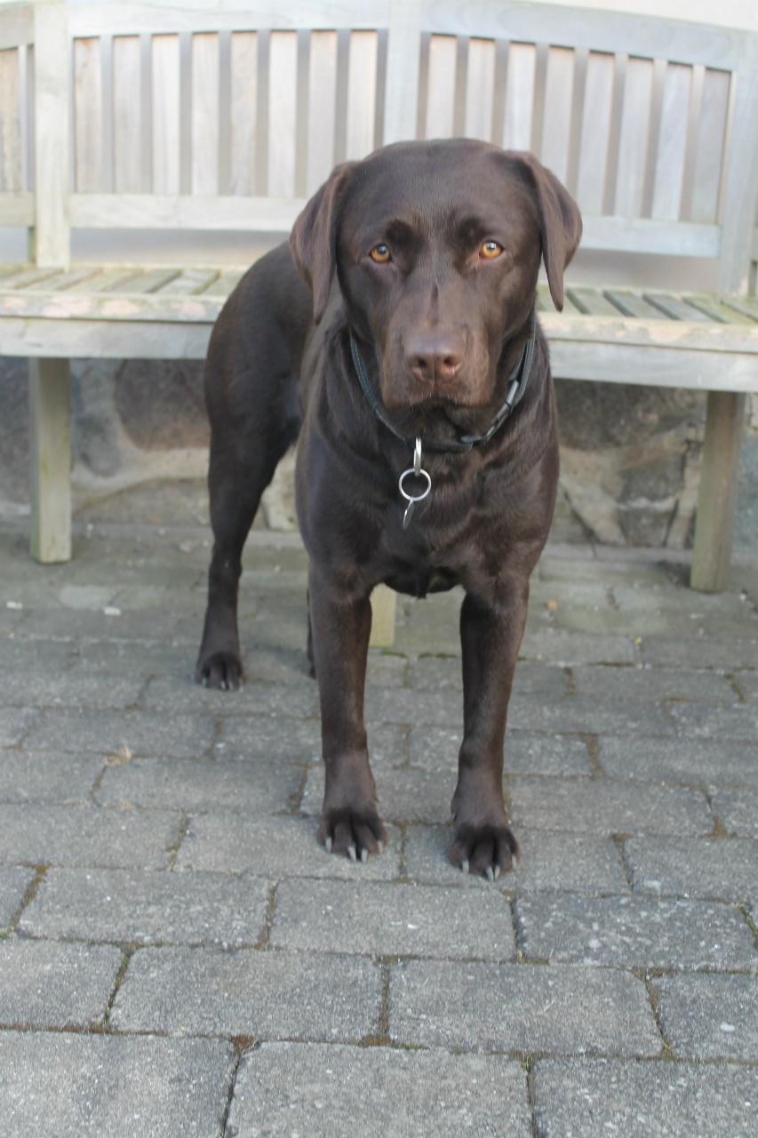 Labrador retriever Aya billede 4