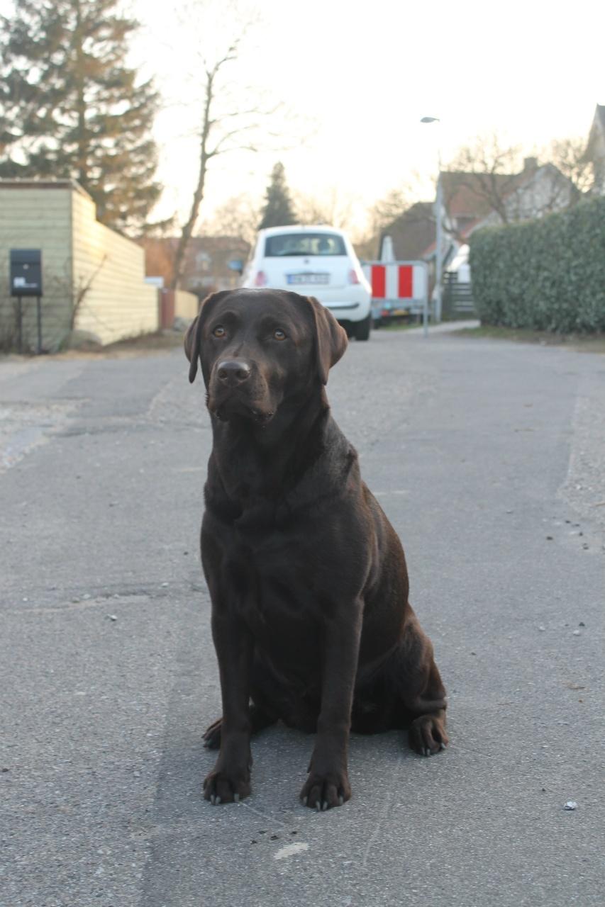 Labrador retriever Aya billede 17