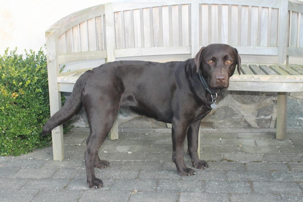 Labrador retriever Aya billede 18