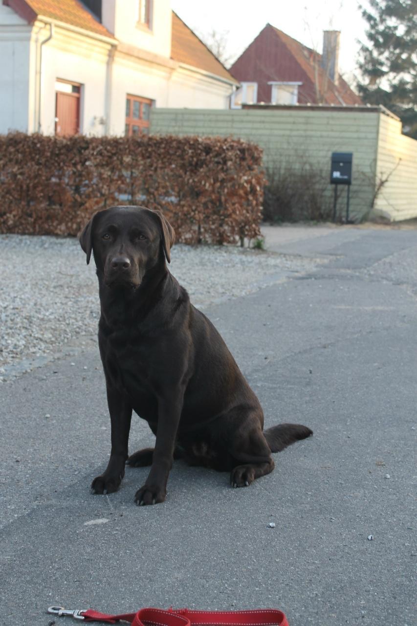Labrador retriever Aya billede 19