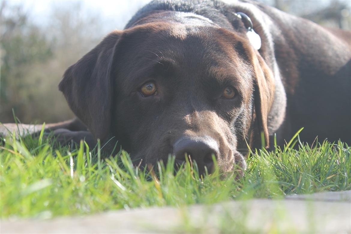 Labrador retriever Aya billede 1