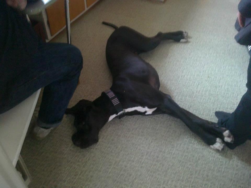 Grand danois Wilma billede 8