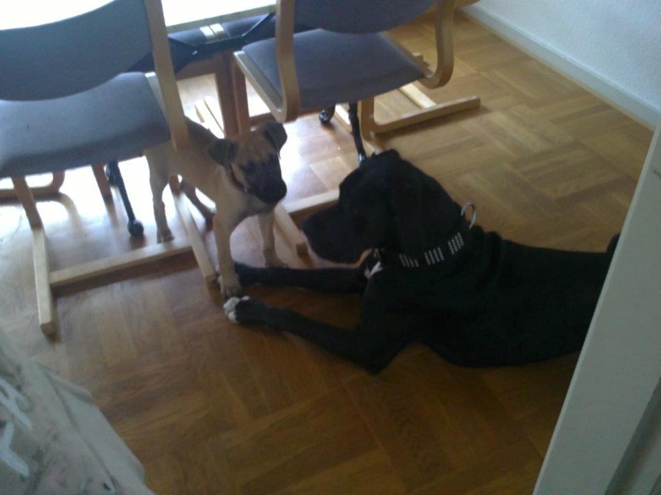 Grand danois Wilma billede 9