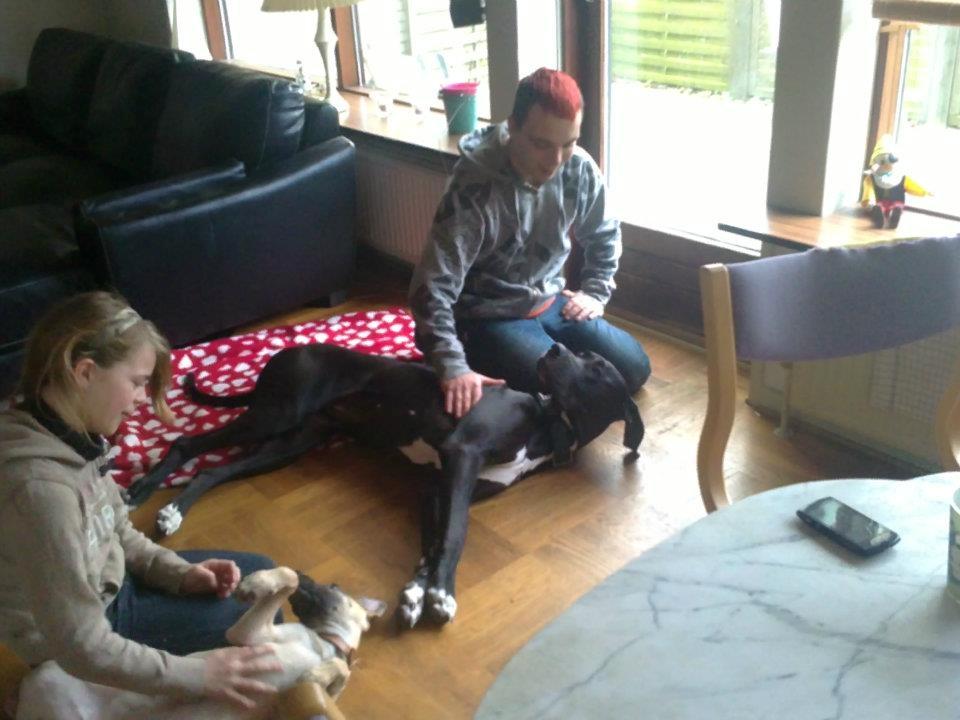 Grand danois Wilma billede 10