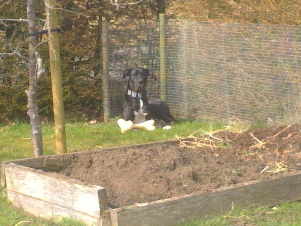 Grand danois Wilma billede 11