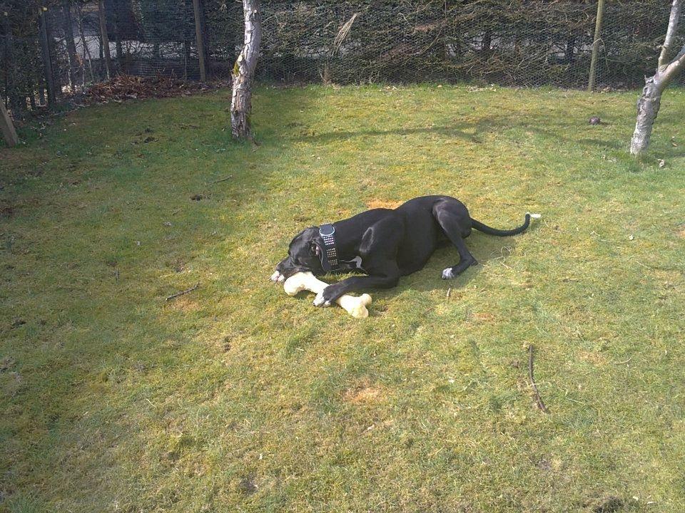 Grand danois Wilma billede 12