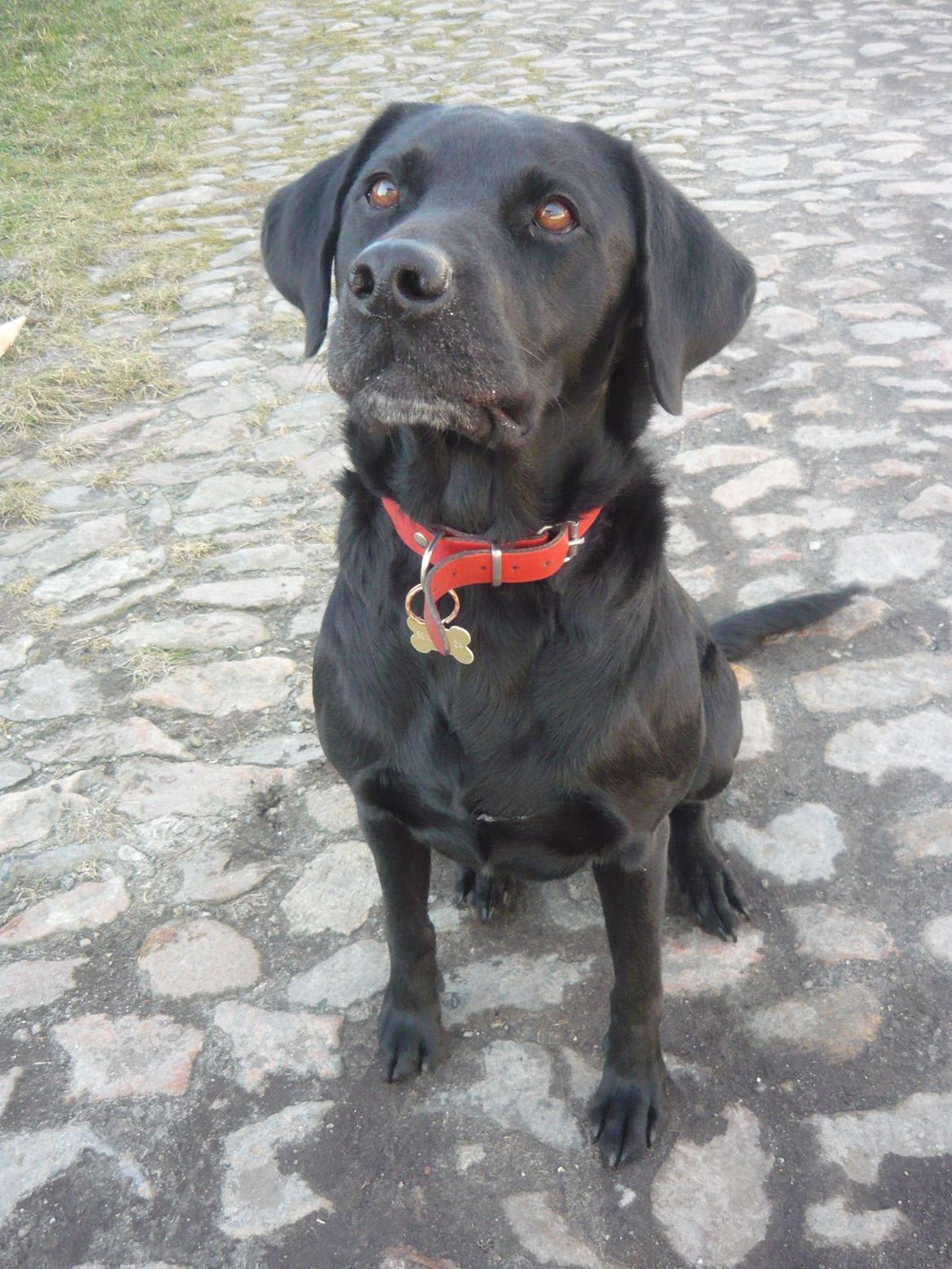 Labrador retriever  |Sally billede 10