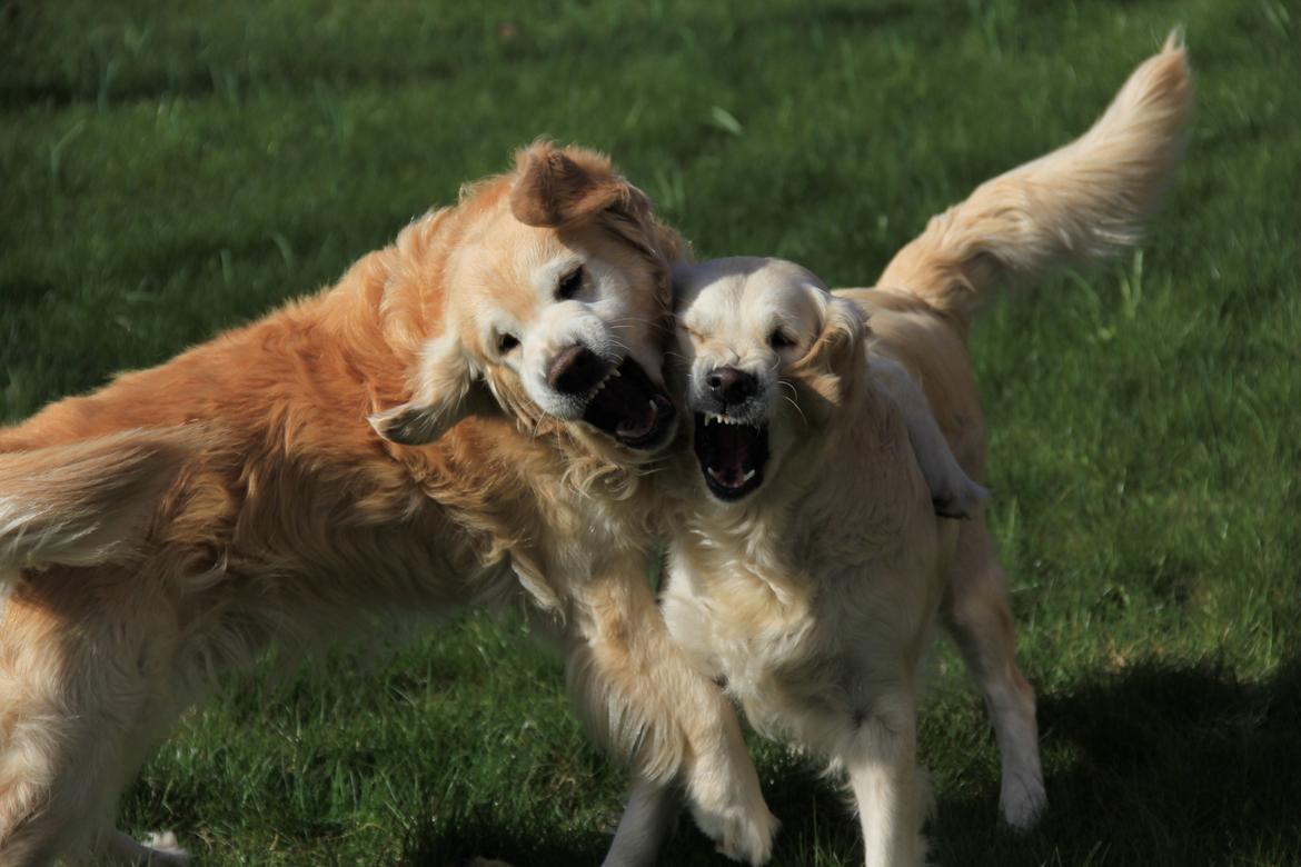 Golden retriever Landie billede 2
