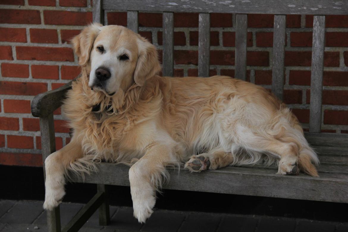Golden retriever Landie billede 3