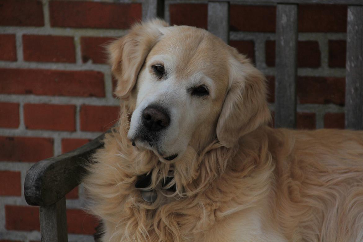 Golden retriever Landie billede 1
