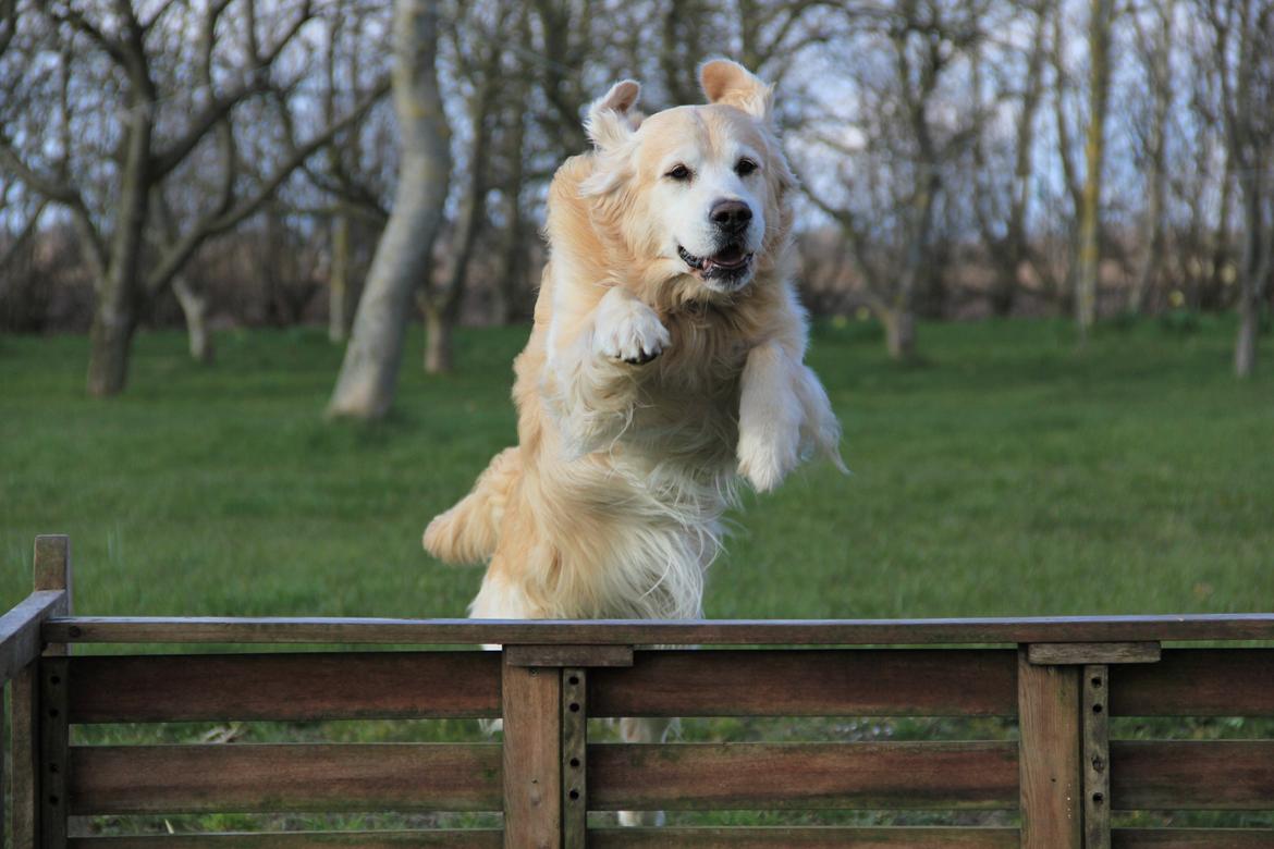 Golden retriever Landie billede 4