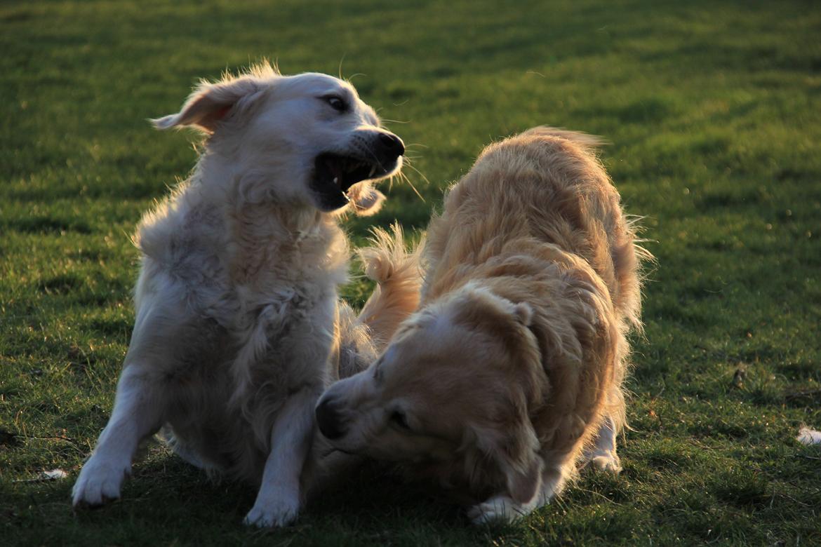 Golden retriever Landie billede 5