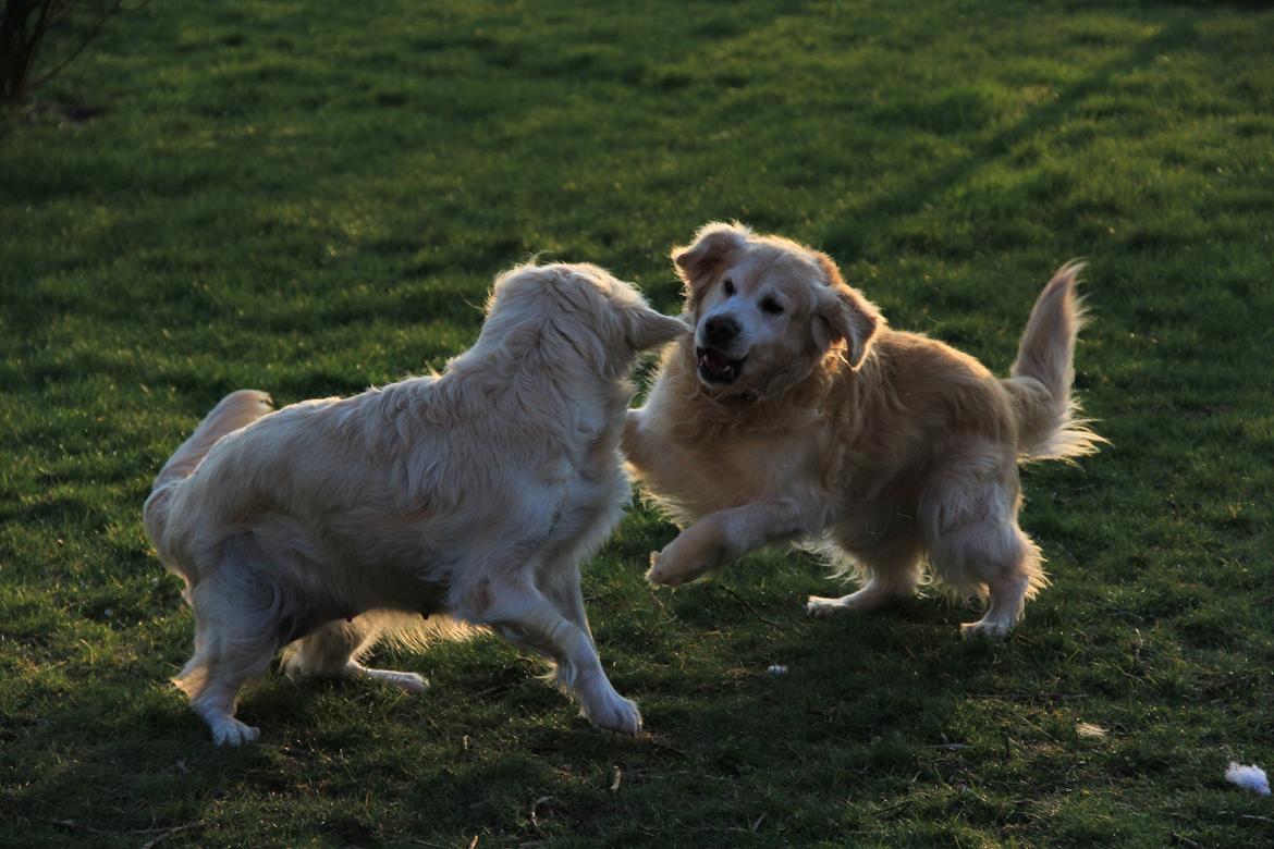 Golden retriever Landie billede 6