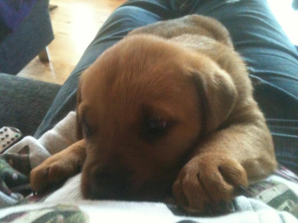 Blanding af racer Yoshi billede 10