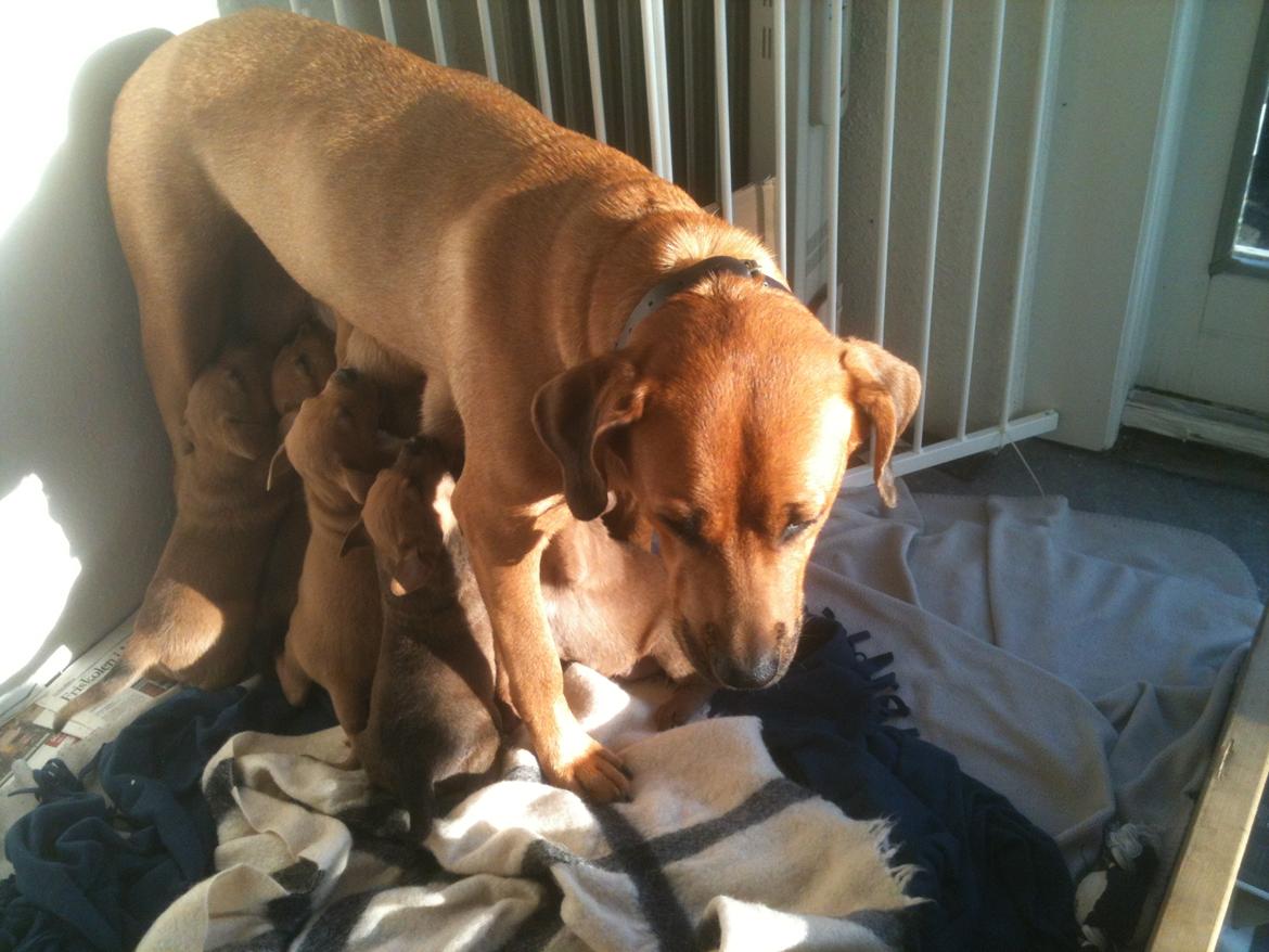 Blanding af racer Yoshi billede 11