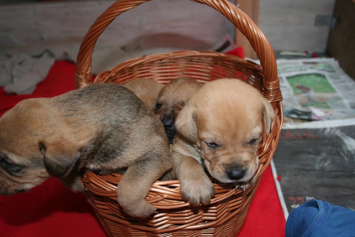 Blanding af racer Yoshi - MIne brødre og mig billede 12