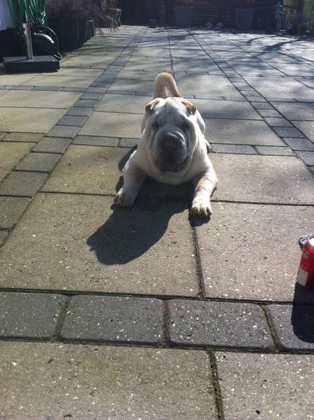 Shar pei Bonzoo Nihoo-sin - Bonzoo nyder solen på terrassen billede 1