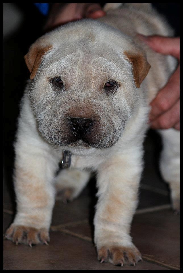 Shar pei Bonzoo Nihoo-sin - Bonzoo da han var 8 uger :  ) billede 3