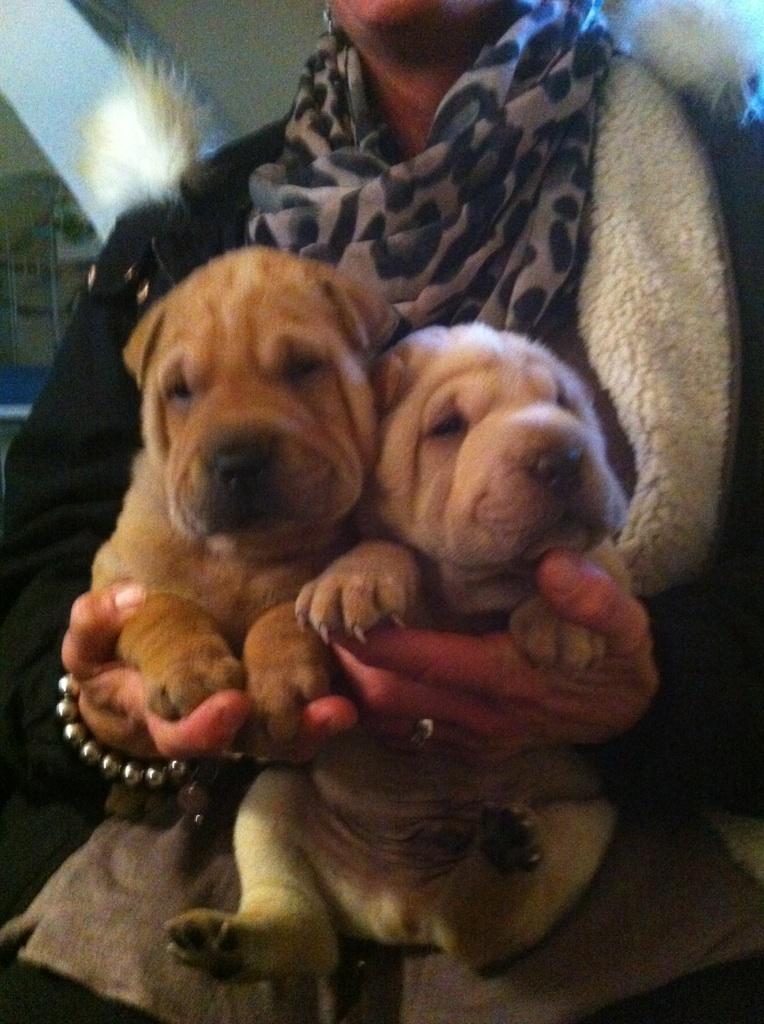 Shar pei Bonzoo Nihoo-sin - det var svært at vælge, men det blev Bonzoo den lyse af dem :  ) billede 4