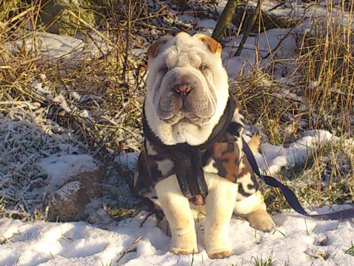 Shar pei Bonzoo Nihoo-sin - Her nyder han solen i sneen billede 5
