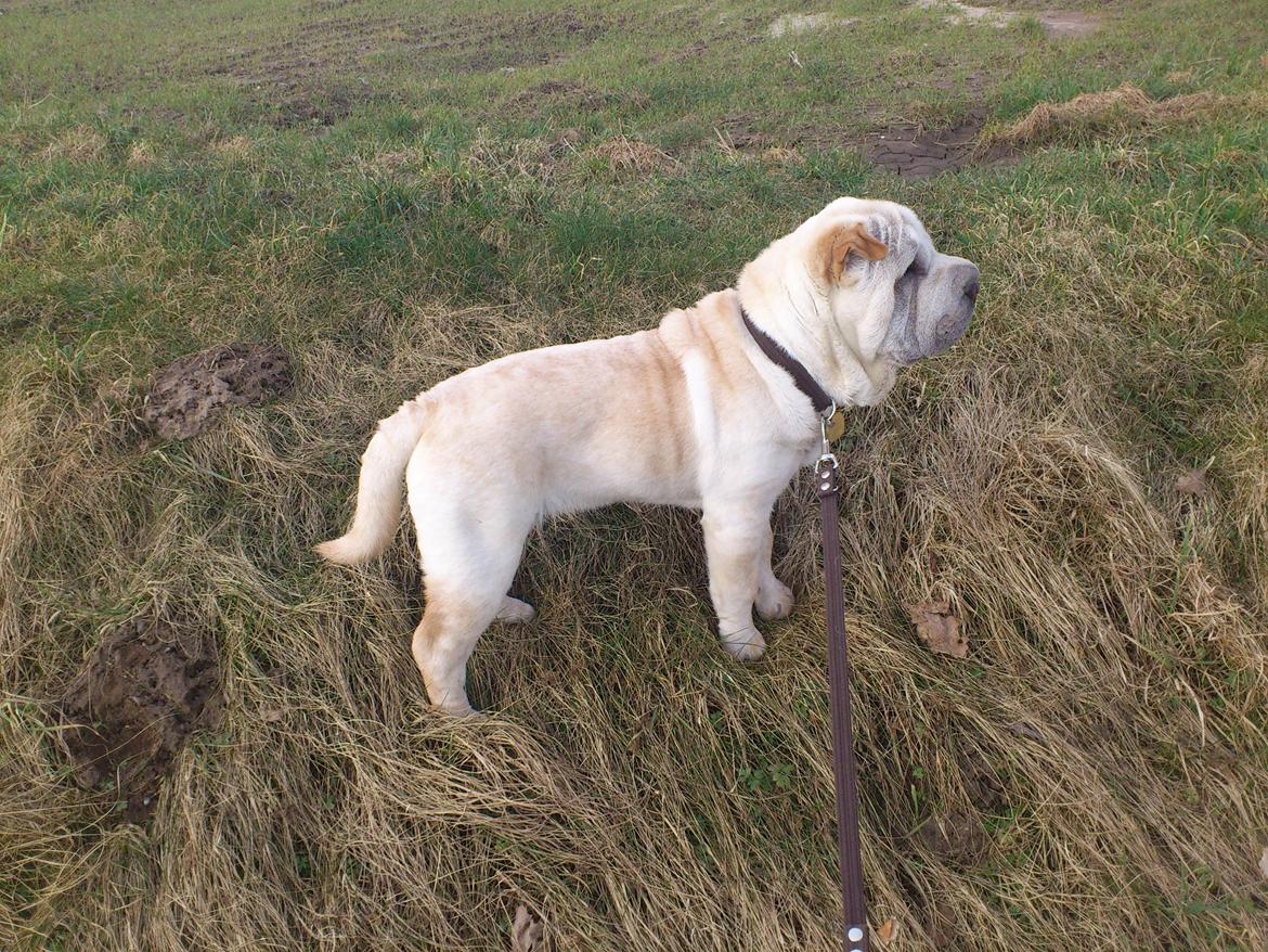 Shar pei Bonzoo Nihoo-sin - Her er Bonzoo på marken , det nyder han : ) billede 6