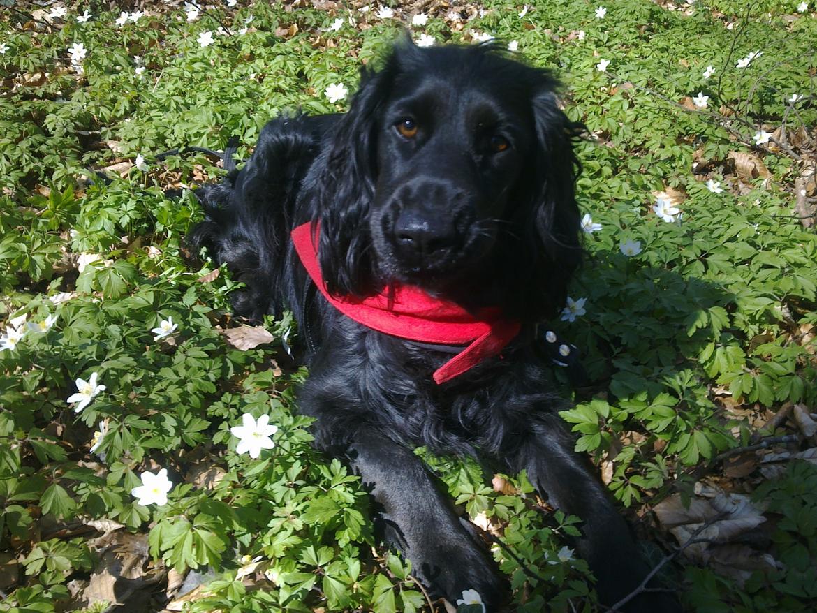 Cocker spaniel Bella - en forårsdag i skoven... billede 1