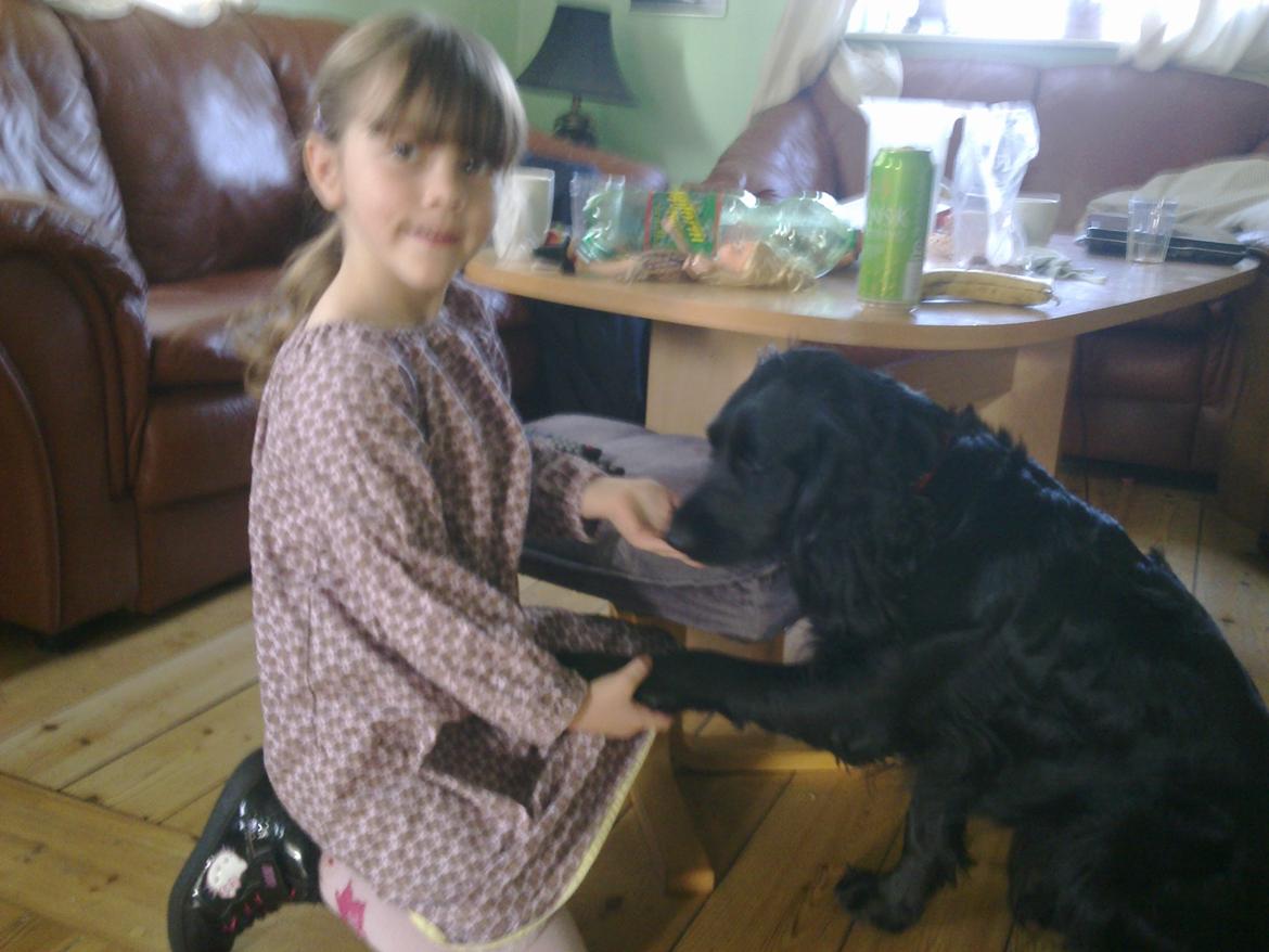 Cocker spaniel Bella - min datter og Bella i en "trænings situration" billede 16