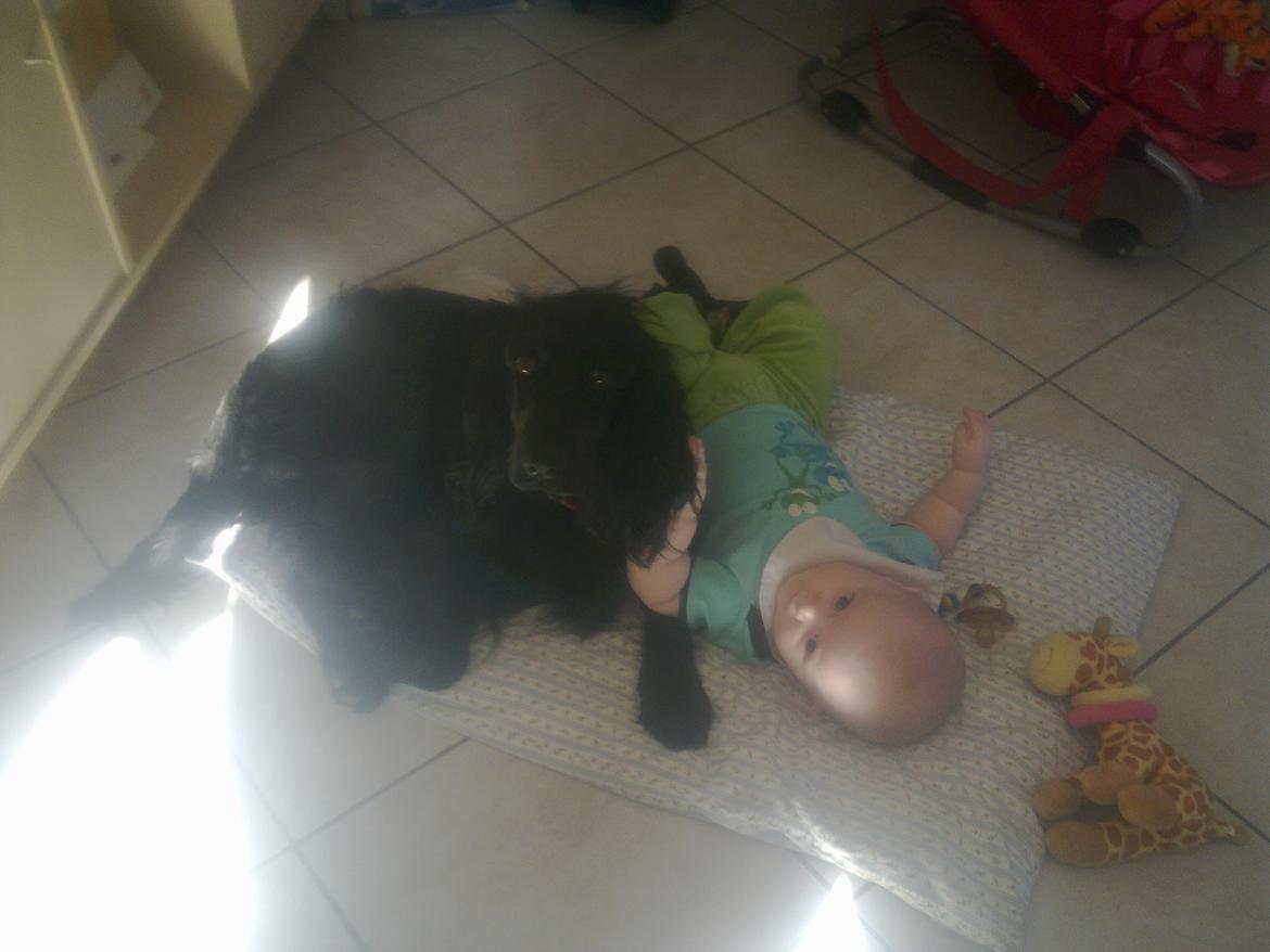 Cocker spaniel Bella - Bella ELSKER børn... og min dejlige søn er ingen undtagelse... selv når han får fat i hendes ørerhår er hun venligheden selv overfor ham... billede 17