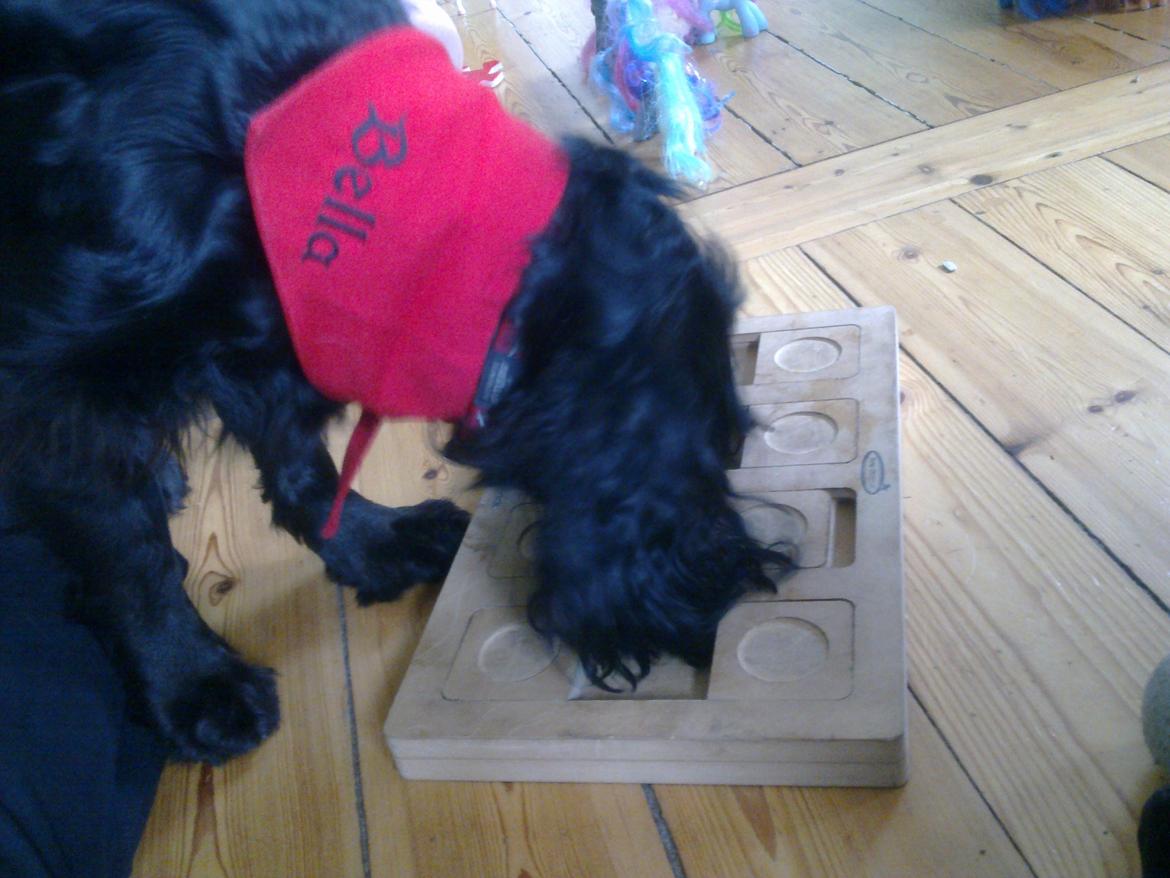 Cocker spaniel Bella - min lille vuffer med et aktivitets spil :) billede 18