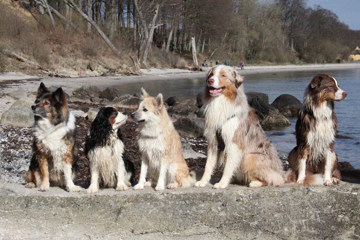 Islandsk fårehund DKRLCH LP2DM13 LP1 LP2 LP3 Lipurta's Viska Lilja - Viska på stranden med sine venner :) billede 10