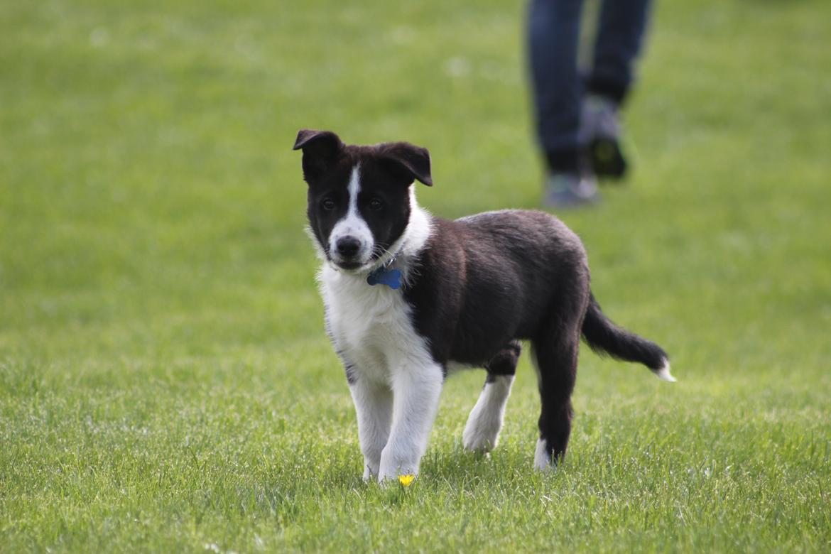 Border collie Balto billede 14