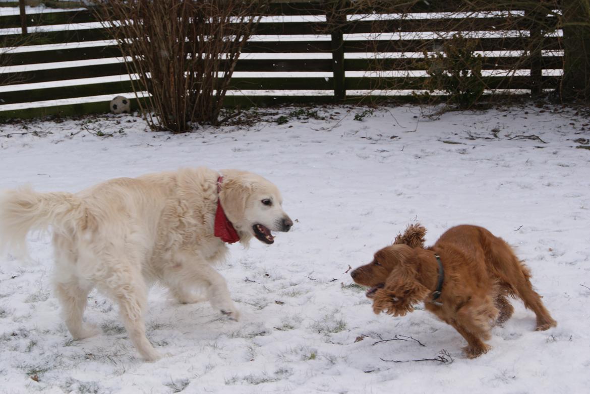Golden retriever Balou - Balou & Silas i hopla :P Leg i sneen :* billede 15