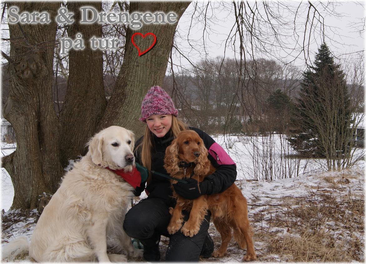 Golden retriever Balou billede 8