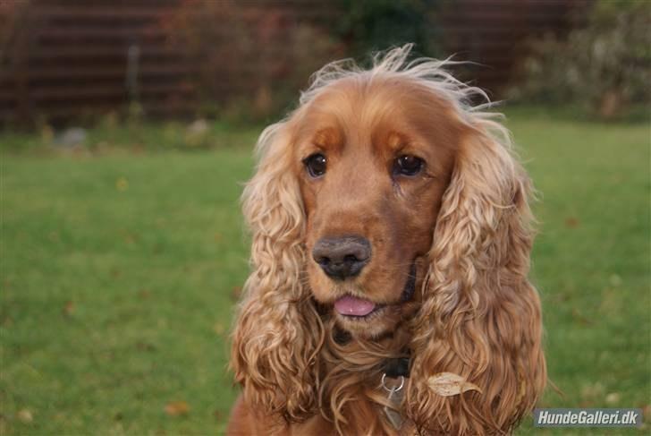 Cocker spaniel Silas  - Silas i haven ;)  billede 1