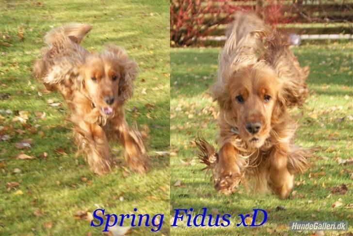 Cocker spaniel Silas  billede 2