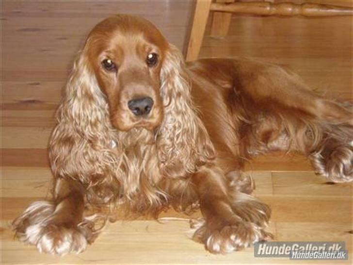 Cocker spaniel Silas  billede 3