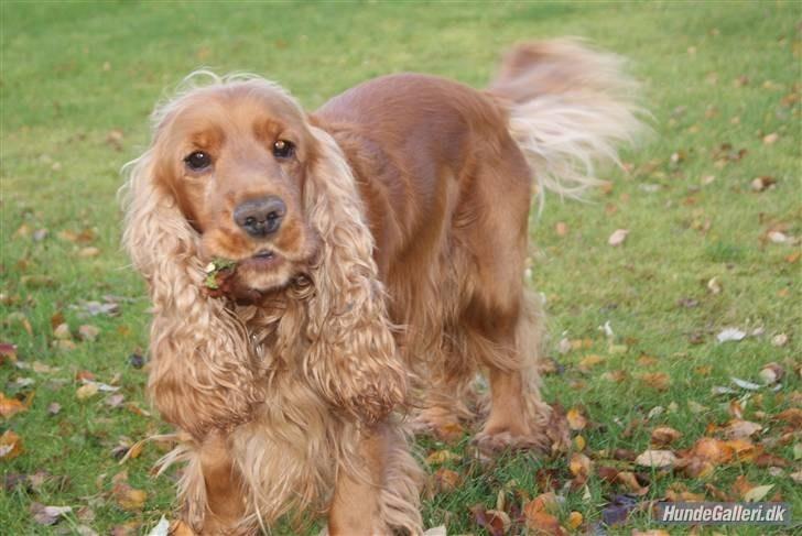 Cocker spaniel Silas  billede 6