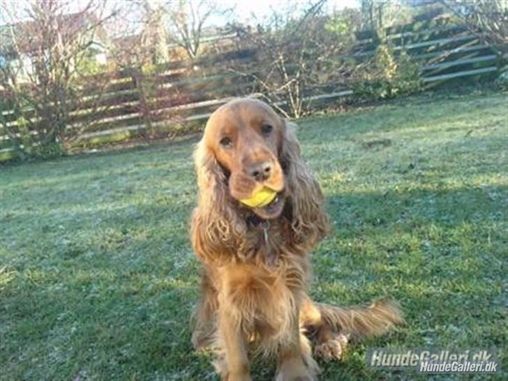 Cocker spaniel Silas  billede 7