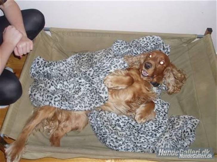 Cocker spaniel Silas  billede 8