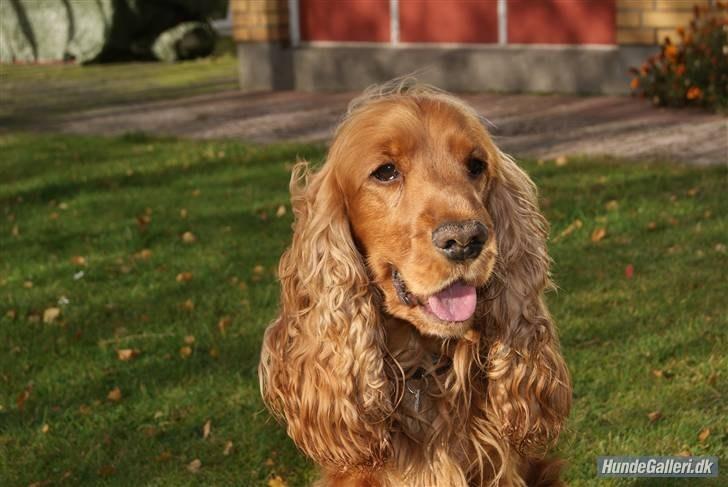Cocker spaniel Silas  billede 9