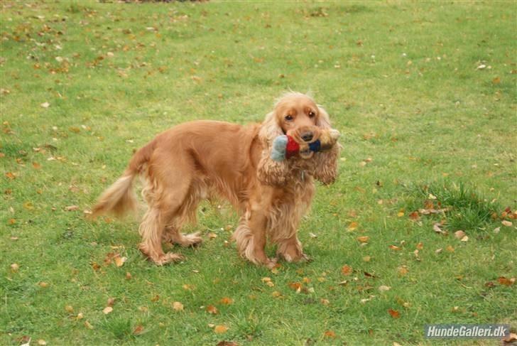 Cocker spaniel Silas  billede 10