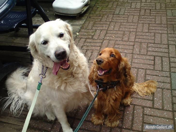 Cocker spaniel Silas  billede 4